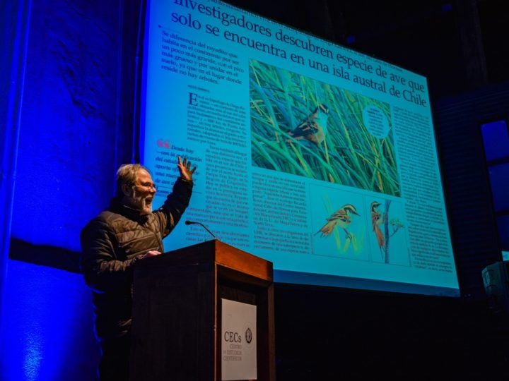 Anuncian el descubrimiento de una nueva especie para Chile, en el 5to encuentro de Avistamiento de Aves en Valdivia