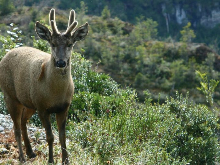 Huilo Huilo mira hacia Argentina para ampliar conservación de huemules
