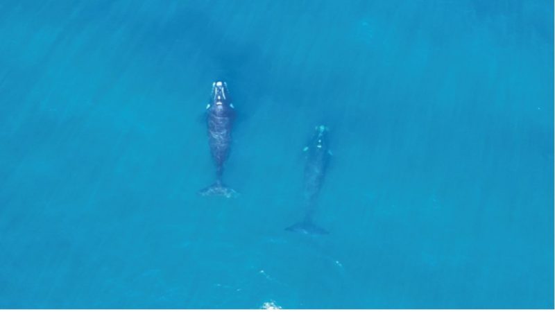 Avistan dos ejemplares de ballenas francas en Corral