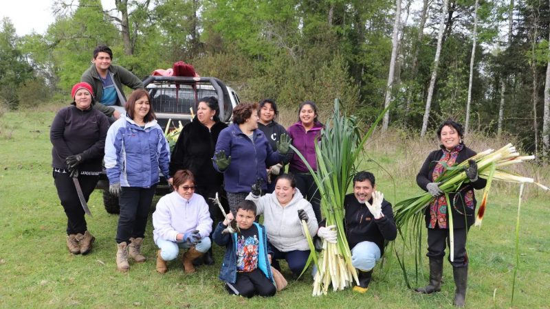 Comunidad indígena de Puringue Rico rescata técnica de tejido tradicional en fibras naturales gracias a Fondo de Fortalecimiento 2022