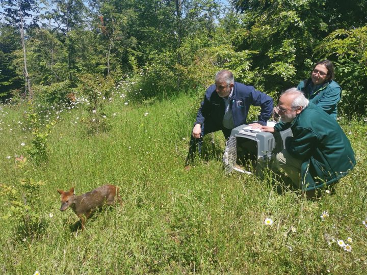 Minagri realiza exitosa liberación de fauna silvestre