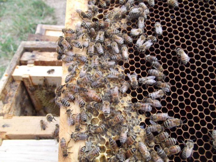 Elaboran alimentos para abejas melíferas en base a frambuesa y maqui