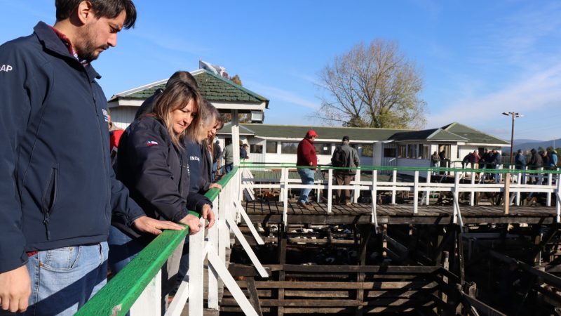 INDAP Los Ríos y FEGOSA Paillaco dan el vamos a la primera feria ganadera para la agricultura familiar campesina