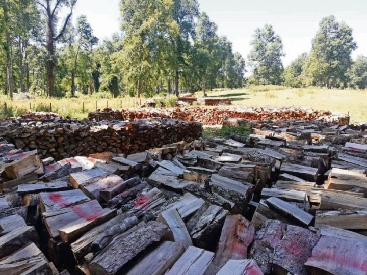 Promueven el consumo responsable de leña en la región de Los Ríos