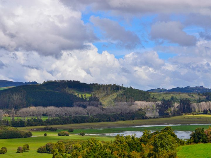 Última semana para participar en Concurso de fotografía de humedales en Los Ríos